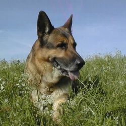 Wesley 1995 - 2008
