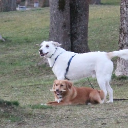 Athos, Bella & Merlin 19.03.2020