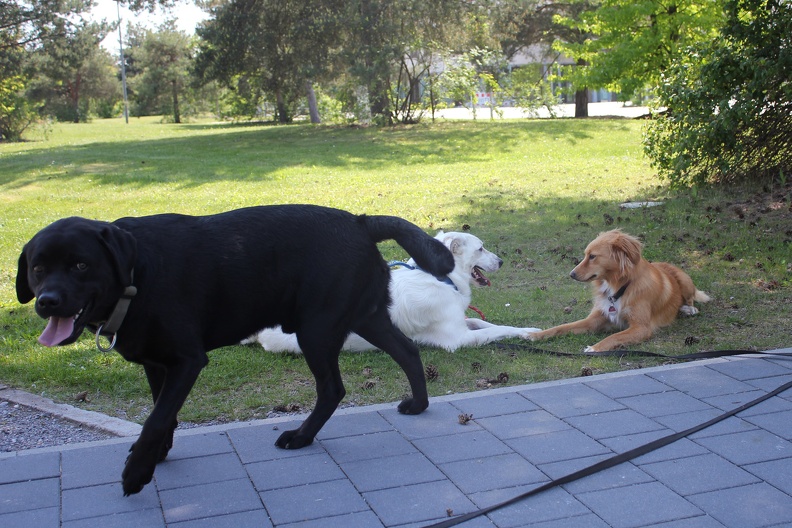 Athos Bella Merlin 2020-05-17-12-54-21 2012 a